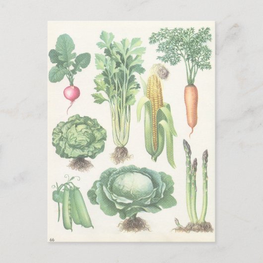 Carte postale vintage Garden Vegables (Devant)