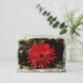 Carte Postale Vintage Gerber Daisy (Debout devant)