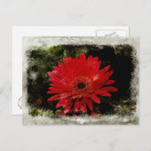 Carte Postale Vintage Gerber Daisy (Devant / Derrière)