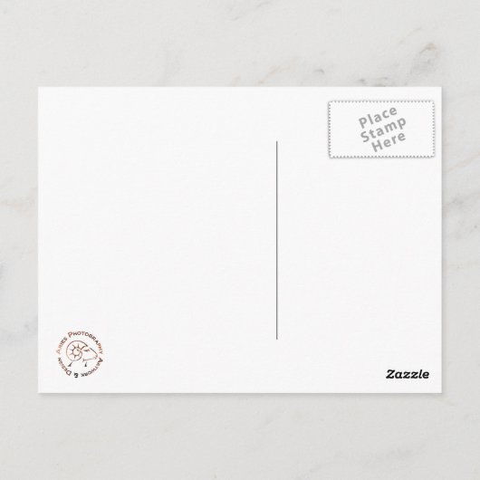 Carte Postale Vintage Gerber Daisy (Dos)