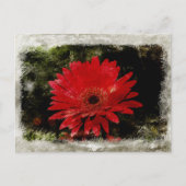 Carte Postale Vintage Gerber Daisy (Devant)