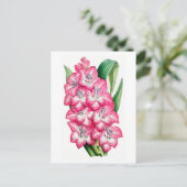 Carte postale Vintage Gladiolus rose (Debout devant)