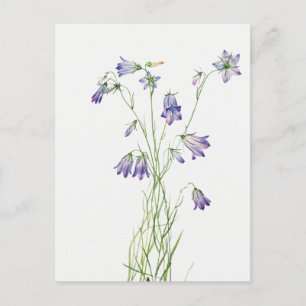 Carte postale vintage Harebell Flower