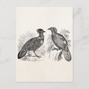 Carte Postale Vintage Hasting's Tragopan Pheasant Impeyan Bird
