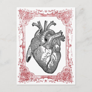 Carte postale vintage Heart Anatomy Valentine