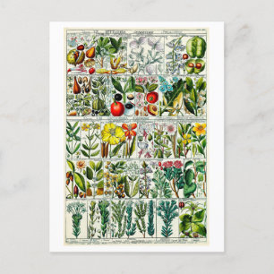 Carte Postale Vintage Heptandria Floral Organigramme