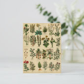 Carte postale vintage Herbal - série 5 (Debout devant)