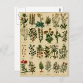 Carte postale vintage Herbal - série 5 (Devant / Derrière)
