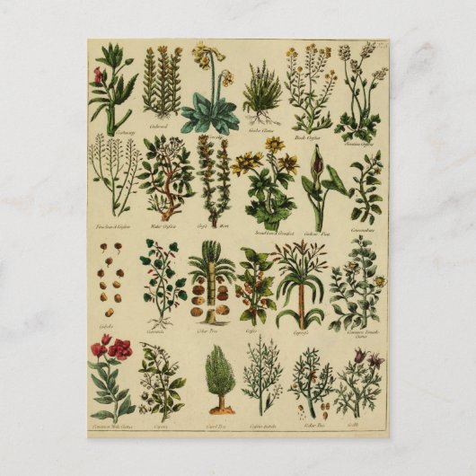 Carte postale vintage Herbal - série 5 (Devant)
