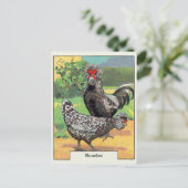 Carte Postale Vintage Houdan Chicken (Debout devant)