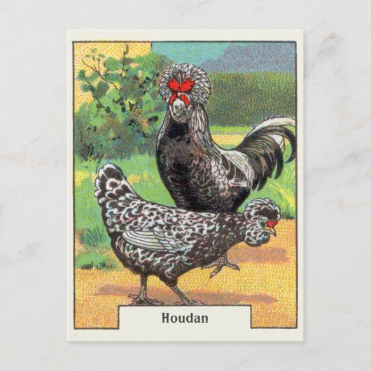 Carte Postale Vintage Houdan Chicken (Devant)