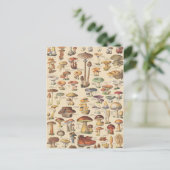 Carte Postale Vintage illustration de mushrooms (Debout devant)