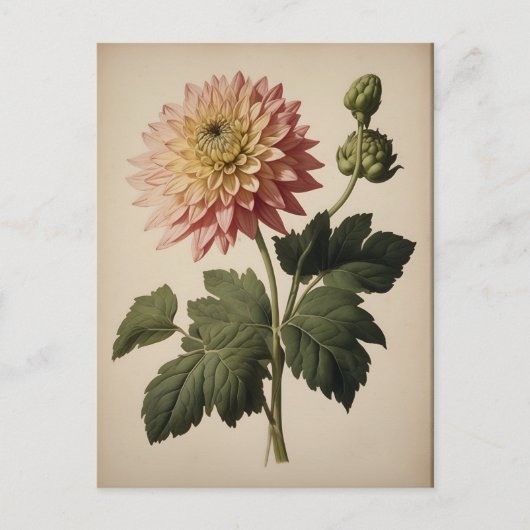 Carte Postale Vintage Illustration of a Dahlia (Devant)