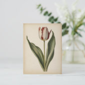 Carte Postale Vintage illustration of a tulip (Debout devant)