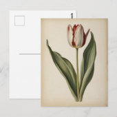 Carte Postale Vintage illustration of a tulip (Devant / Derrière)