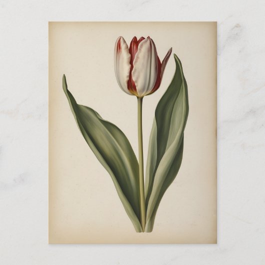 Carte Postale Vintage illustration of a tulip (Devant)