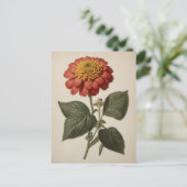 Carte Postale Vintage illustration of a zinnia  (Debout devant)