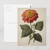 Carte Postale Vintage illustration of a zinnia  (Devant / Derrière)