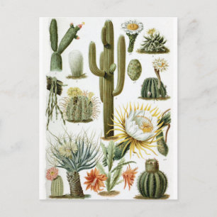 Carte postale vintage illustrée de cactus botaniqu