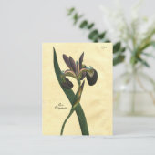 Carte postale vintage Iris Botanique (Debout devant)