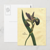 Carte postale vintage Iris Botanique (Devant / Derrière)