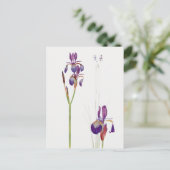 Carte postale vintage Iris Flower (Debout devant)