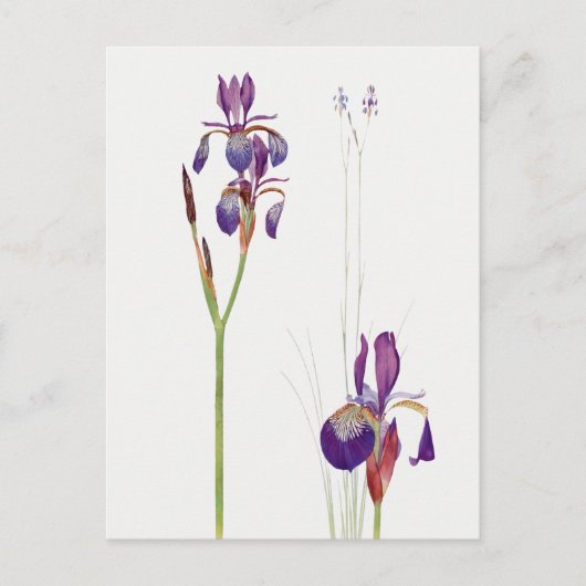 Carte postale vintage Iris Flower (Devant)