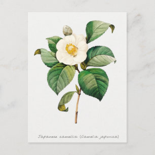 Carte Postale Vintage japonais Camellia Botanique