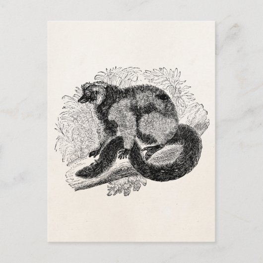 Carte Postale Vintage Lemur 1800s Lemurs Illustration Modèle (Devant)