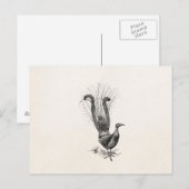 Carte Postale Vintage Lyre Bird Lyrebird Modèle d'illustration (Devant / Derrière)