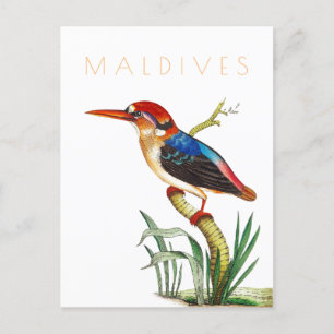 Carte Postale Vintage Maldives voyage oiseau tropical milieu du