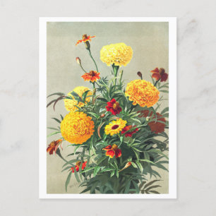 Carte postale vintage Marigold