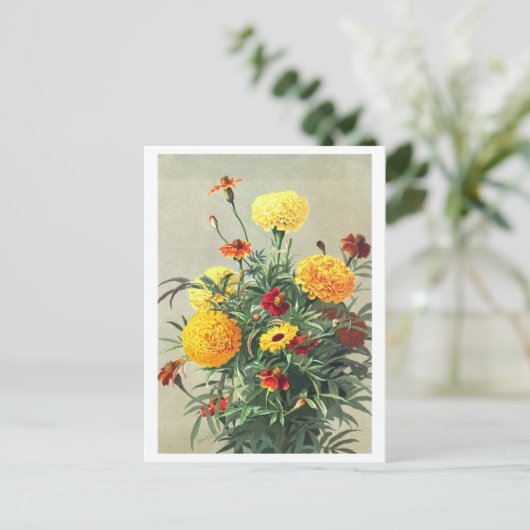 Carte postale vintage Marigold (Debout devant)