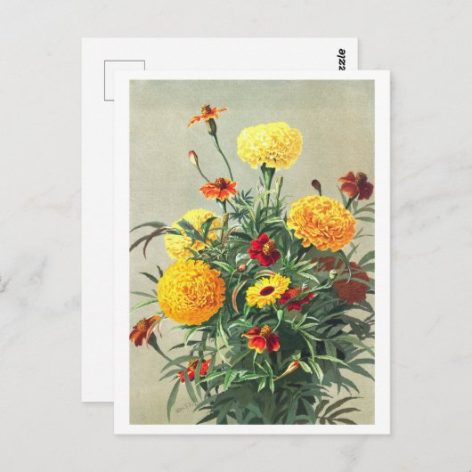Carte postale vintage Marigold (Devant / Derrière)