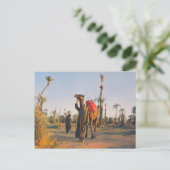 Carte Postale Vintage Marrakech, Camels (Debout devant)