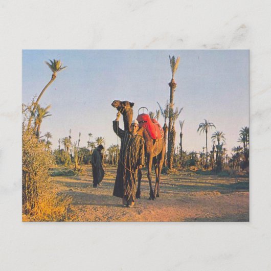 Carte Postale Vintage Marrakech, Camels (Devant)