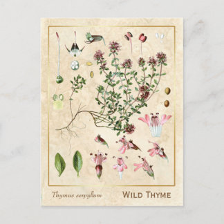 Carte Postale Vintage Medicinal Herb Wild Thyme Botanical