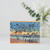 Carte Postale Vintage, Mouettes, Plage Rehoboth, Delaware (Debout devant)