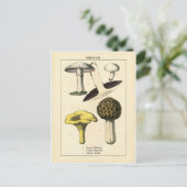 Carte Postale Vintage Mushroom Botanical Print (Debout devant)