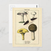 Carte Postale Vintage Mushroom Botanical Print (Devant / Derrière)