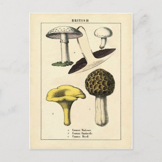 Carte Postale Vintage Mushroom Botanical Print (Devant)