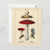 Carte Postale Vintage Mushroom Botanical Print (Devant / Derrière)