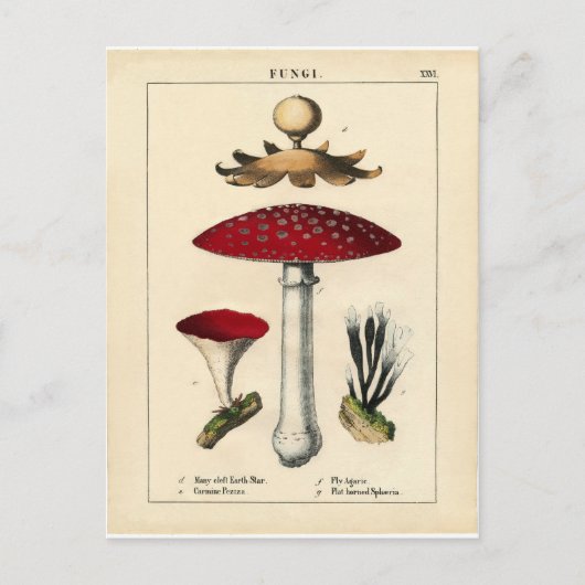 Carte Postale Vintage Mushroom Botanical Print (Devant)