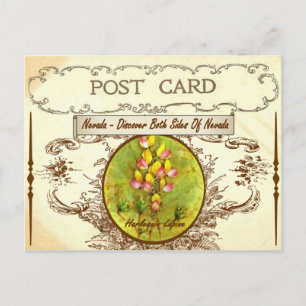 Carte postale vintage Nevada State Flower