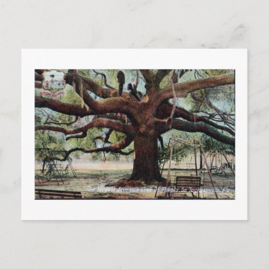Carte postale vintage Oak Jacksonville Florida (Devant)