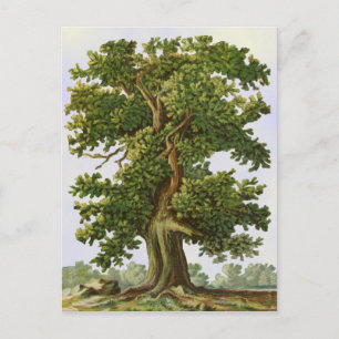 Carte postale vintage Oak Tree