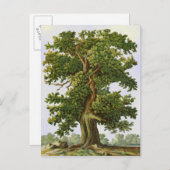 Carte postale vintage Oak Tree (Devant / Derrière)