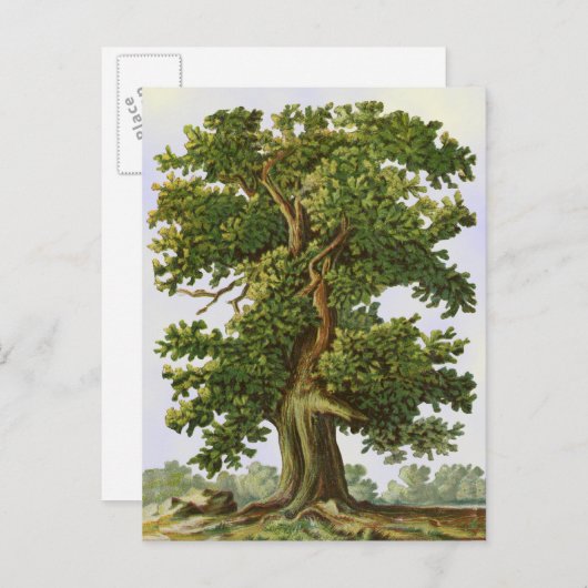 Carte postale vintage Oak Tree (Devant / Derrière)