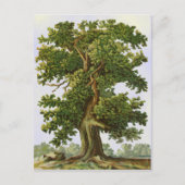 Carte postale vintage Oak Tree (Devant)
