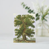 Carte postale vintage Oak Tree (Debout devant)